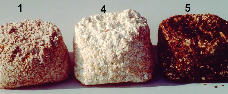 Processo de incubação de shiitake